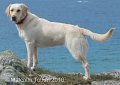 Labrador all at sea